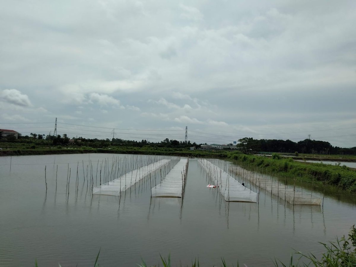 Semi intensive aquaculture system is environmentally friendly. Feeds input is low and ecological balance remains intact. 
#aquaculture #system #production