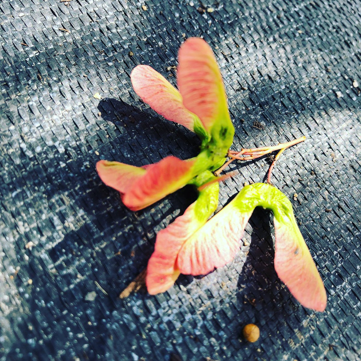 CheyenneTree's tweet photo. Can you guess what kind of seeds these are? #cheyennetreefarms #guesstheseed #naturalbeauty #naturesamazing #plantaseedchallenge https://t.co/8zCE80OB76