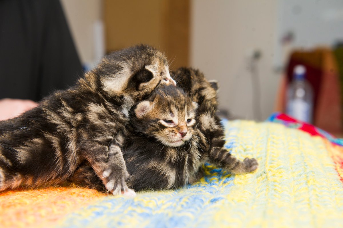 SteveJacobsAus's tweet photo. These kittens are now sentient beings not property after ACT imposes tough new penalties for mistreating animals.

#AnimalRights #AnimalCruelty @NonhumanRights

Story here: https://t.co/IHmDfVJ0X5 https://t.co/nZsJ6qEj5B