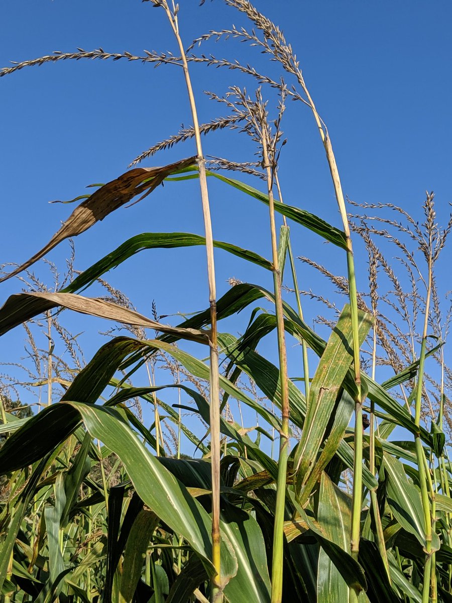 <a href="/Agronomy_Jacks/">Kyle Gustafson</a> Not easy to judge from the picture but most likely. Top dieback caused by anthracnose has the upper nodes discolored as seen in this picture. Normal senescence can also cause upper leaves to dye. If whole plant is drying prematurely, most likely stalk rot