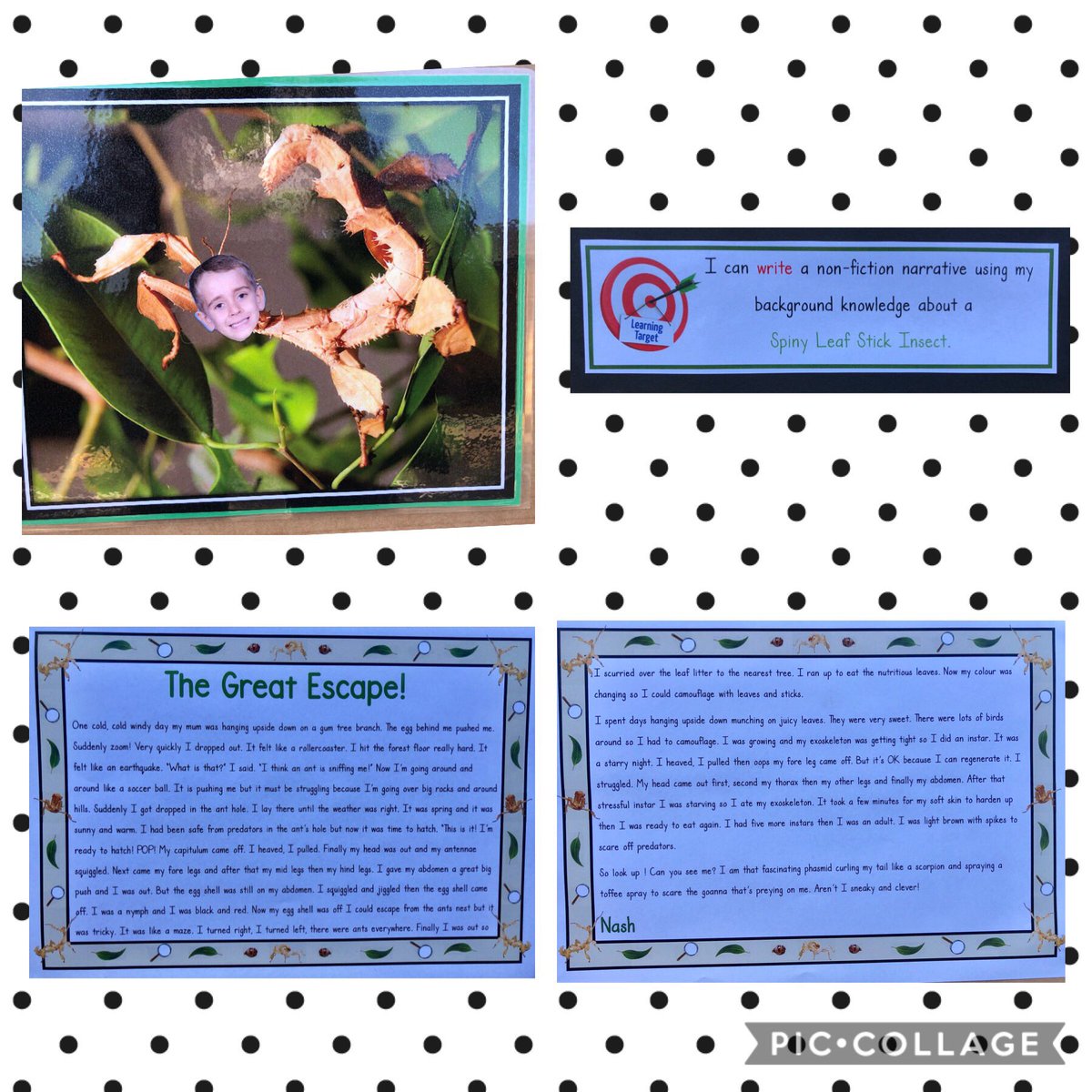 Can 6/7 yr olds produce works showing craftsmanship, deep content knowledge and habits of scholarship? Yes and more importantly they can tell you in detail their process and what they’ve learned. #proudteacher  #BPPS_PL <a href="/Trish_Stewart28/">Swee</a> @PDTaylor73