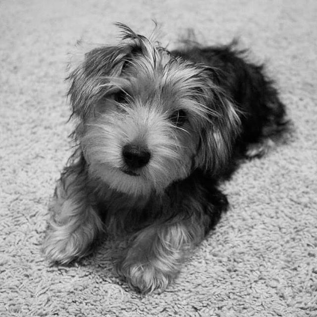 He finally learned how to sit still long enough for a decent photograph. #dogsofinstagram