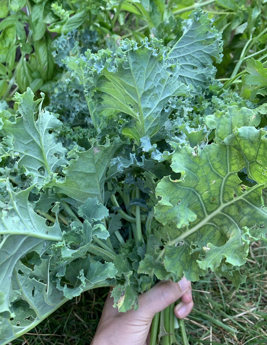 yoheimdphd's tweet photo. 皆様、若返りは順調ですか。
最近のわたくしの朝ご飯です。
このケールとパセリで生きている酵素を頂いています。
元気を頂けています。
#抗酸化 #抗老化 #美白 #近赤外線 #若返り #antioxidants #rejuvenation #anti-aging #near-infrared #photo aging #antiphotoaging https://t.co/rBGQqpK0Nd