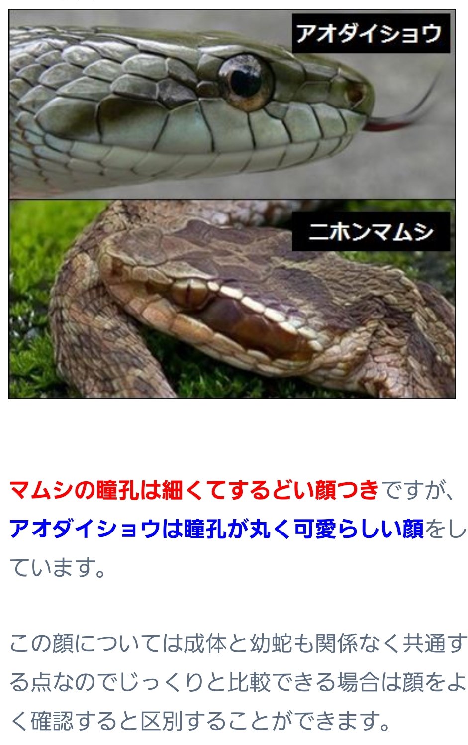 田中一馬 但馬牛農家の精肉店 田中畜産 マ マムシ じゃないよ マムシ はこんなに細長くはない 模様も特徴的だけど形で即分かるのだ こちらはアオダイショウの幼体です ヘビの子供は模様がまた違うからちょっぴり迷っちゃうんだよねー 但馬の