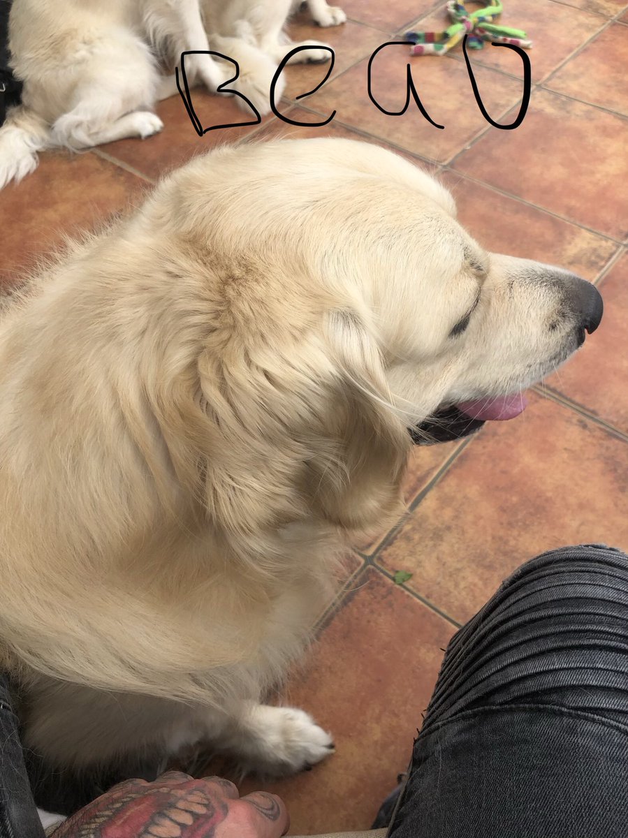 wayne1986banks's tweet photo. @tuckerbudzyn this is my mum and dads dog Beau...... https://t.co/PkcOxEswjL