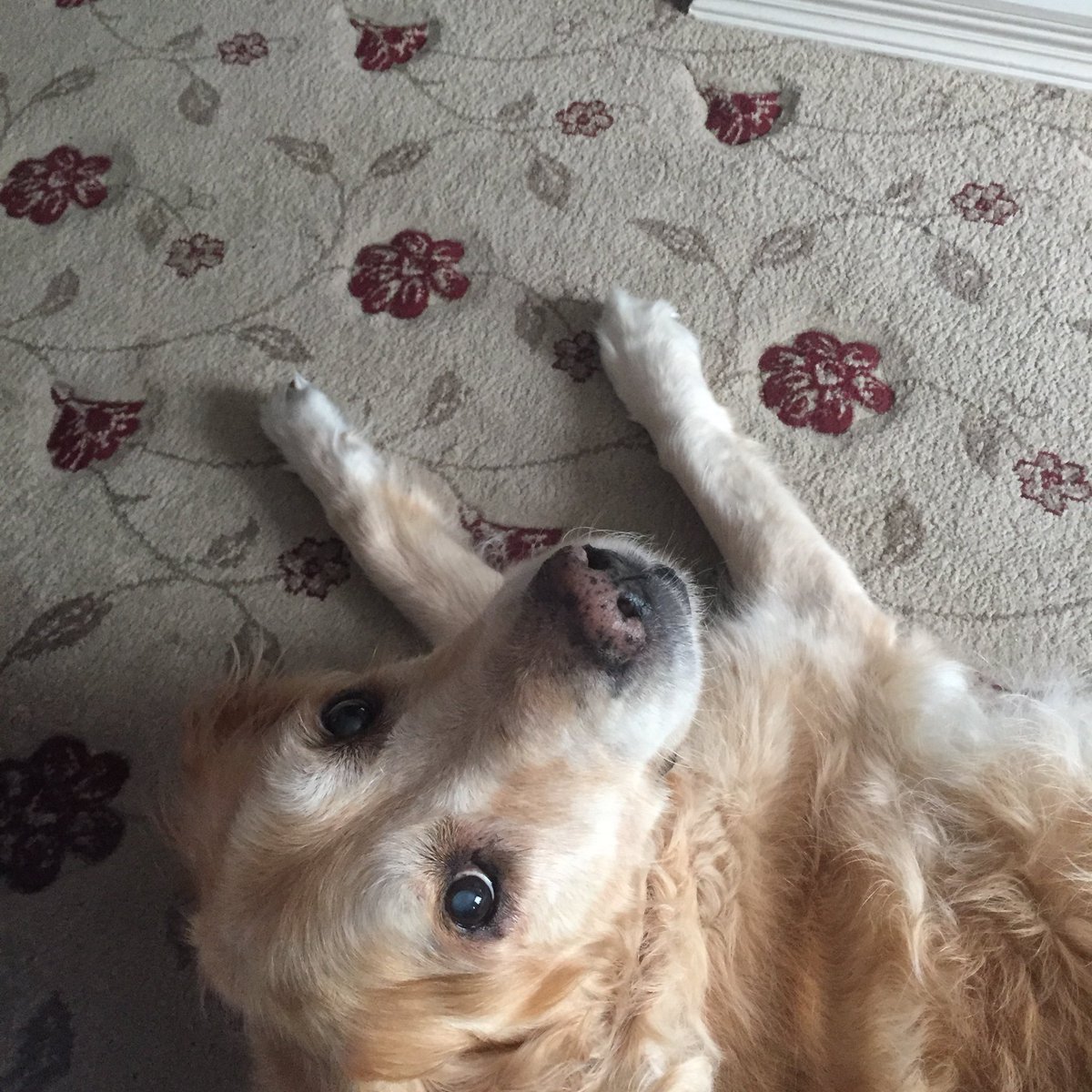 wayne1986banks's tweet photo. @tuckerbudzyn and this was Rosie she was such a great dog always loved a snuggle and ear kaboom ☺️☺️☺️ https://t.co/54IrIHst5Y