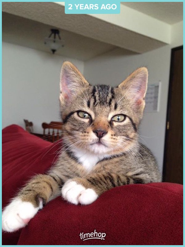 ReggieACat's tweet photo. #ThrowbackThursday 5 years ago now. #stillcuteAF https://t.co/G2KySfx6XR