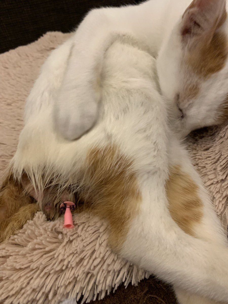 Nagidrant's tweet photo. すいません。
拡散お願いします

犬の散歩中、道から２メートルくらい下の川で猫が鳴いていて、水の中で前足だけで立っていて後ろ足はブラブラの機能していない状態だったのですぐに保護しました

文字数足りないので
メモのスクショに書かせてもらうので
見てください。 https://t.co/uhyjcBQqZM