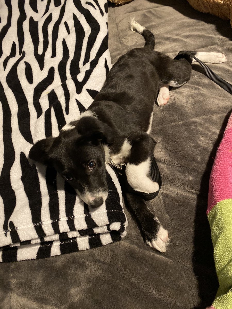 _molly0's tweet photo. I became a doggy mama today &amp; my heart is so full. Welcome home Kona baby 💗 https://t.co/exOfvSgcqA