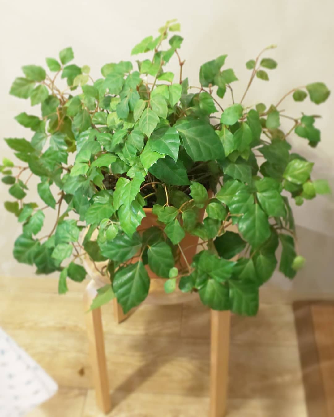 Flowershop315 グレープアイビーの鉢替え この夏成長したつるや色の悪い葉をカットし 鉢替えをしました スッキリ Amp 元気に 鉢替え費用は 1鉢手数料 500 必要な資材代です まずはご相談を グレープアイビー 観葉植物 鉢替え 花屋