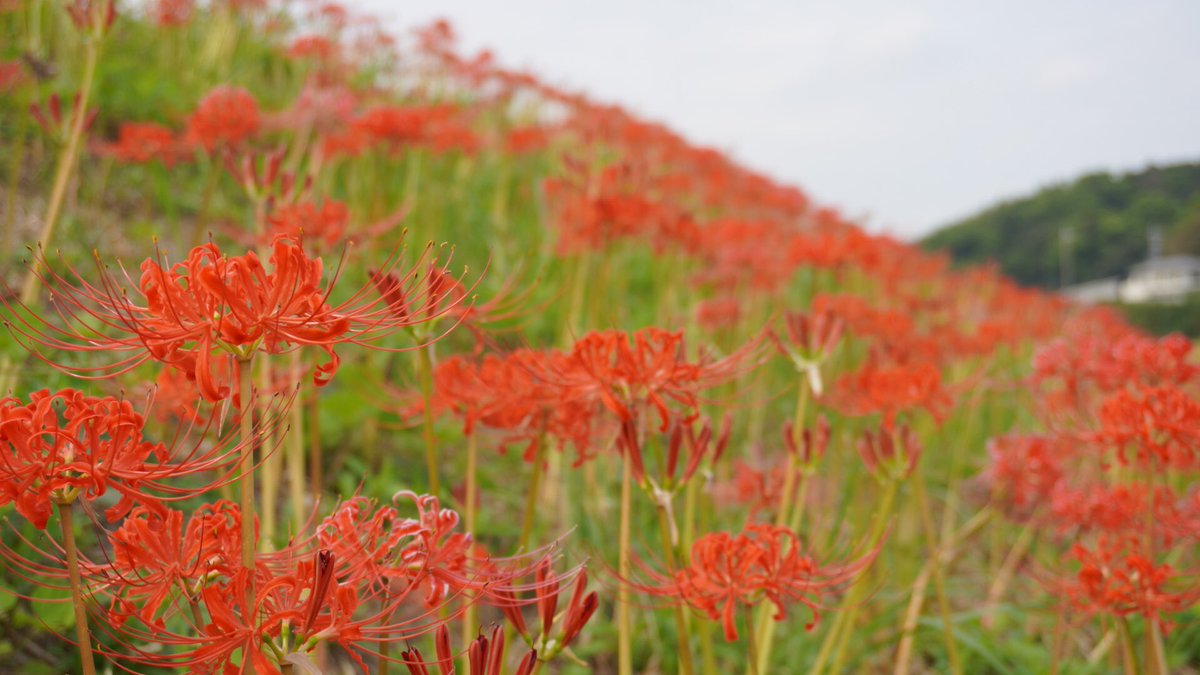 リコリス Lycoris Twitter Search