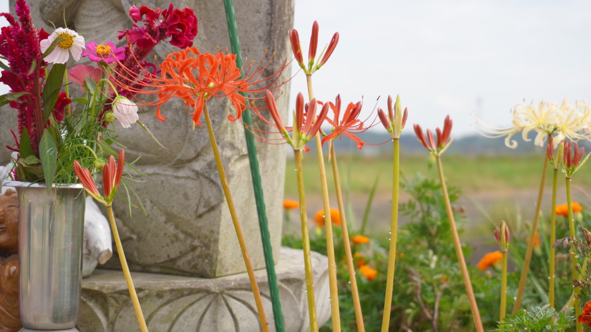 リコリス Lycoris Twitter Search