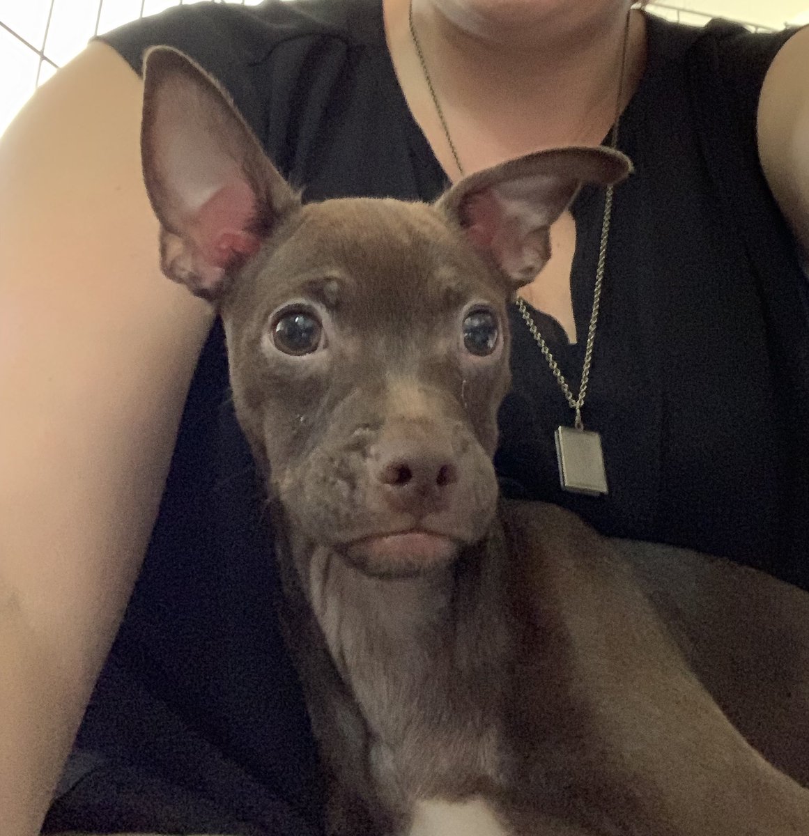 Meet our new baby. Fonzie aka The Fonz aka Mr. Fonzarelli. He’s got a built in leather jacket over his little white tee. 
He’s 1/2 pitbull 1/2 min pin and he’s awesome and one of a kind like his namesake <a href="/hwinkler4real/">Henry Winkler</a> #Pitbulls #Puppies #happydays