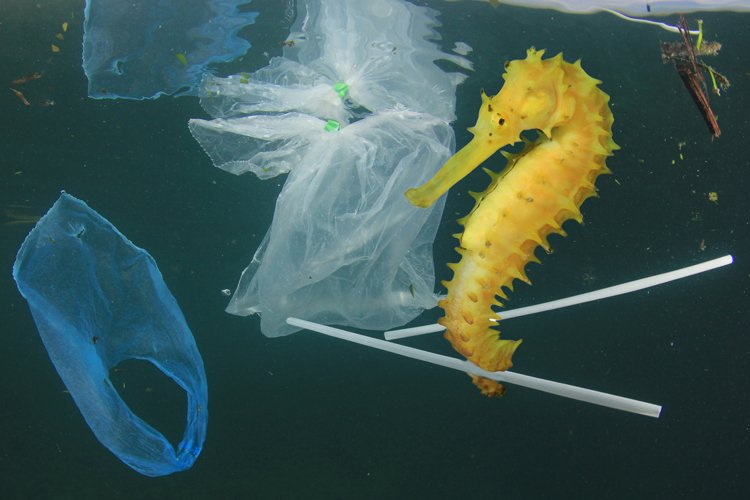 CSandali_'s tweet photo. Choose Life Not Die !!
#ZeroUsePlastic https://t.co/6j4HQ5FGuY