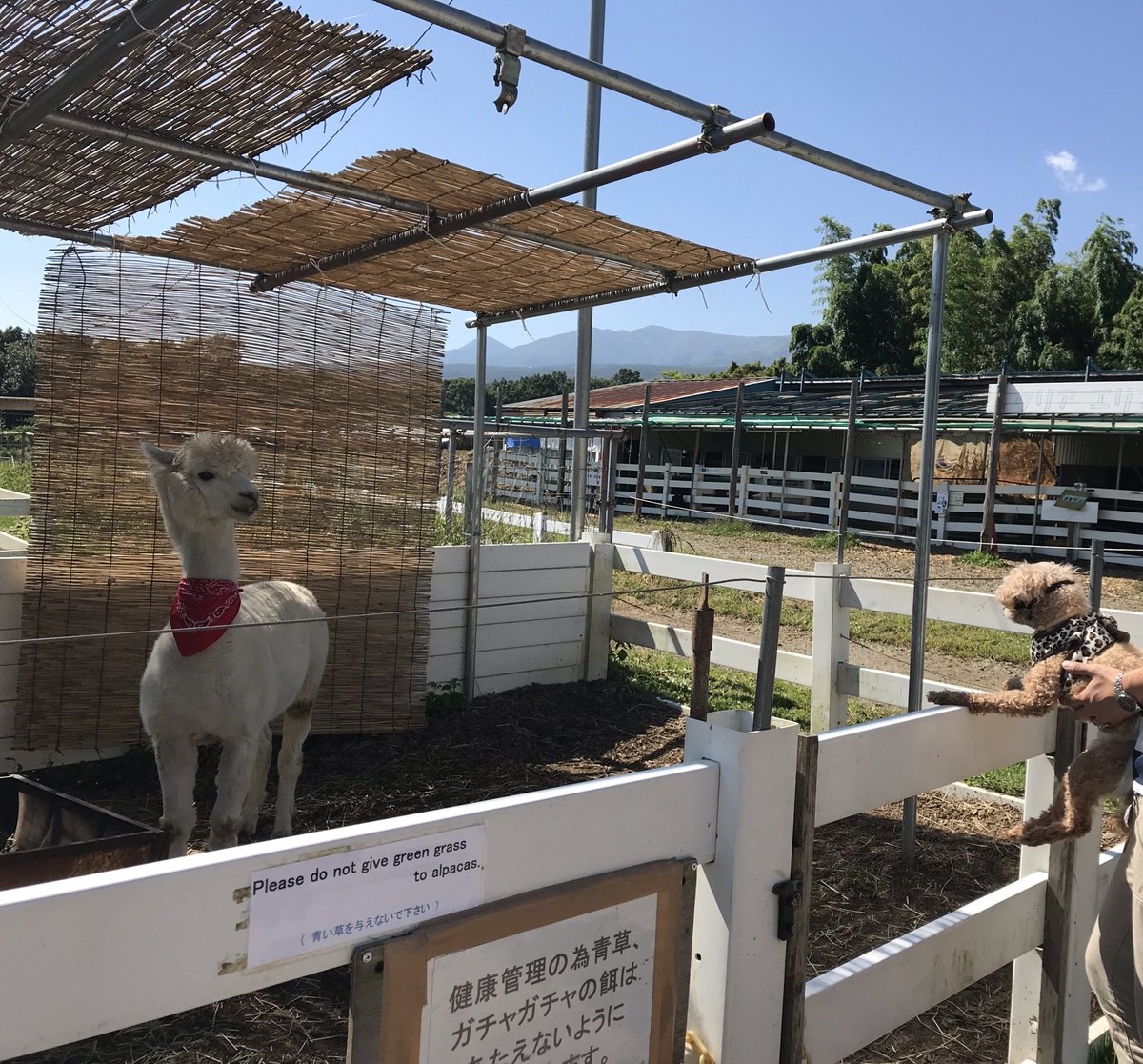 𝑀𝑎𝑟𝑢𝑐ℎ𝑎𝑛 ﾟ ミラバケッソ トミオ クラレ4代目のハムくん トミーさんにかなーりの警戒心w 那須アルパカ牧場
