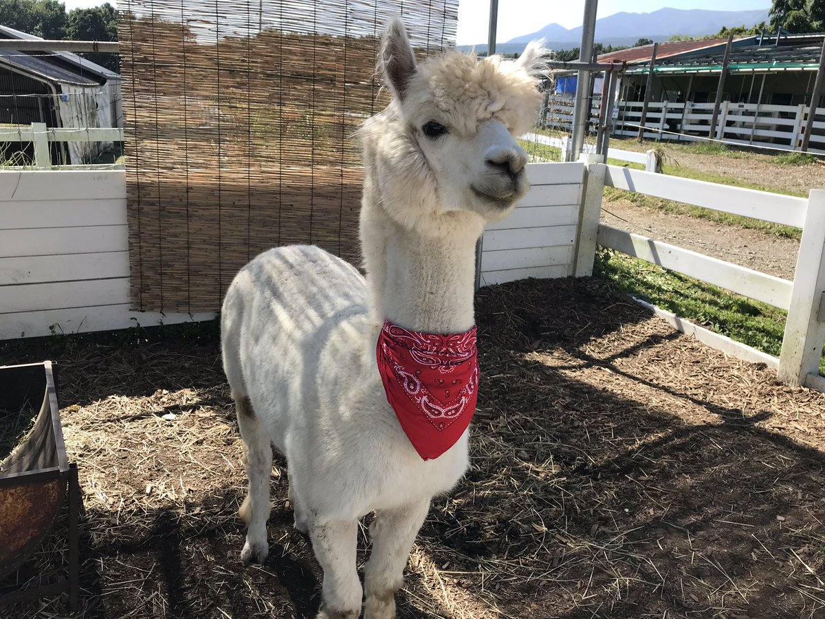 𝑀𝑎𝑟𝑢𝑐ℎ𝑎𝑛 ﾟ ミラバケッソ トミオ クラレ4代目のハムくん トミーさんにかなーりの警戒心w 那須アルパカ牧場