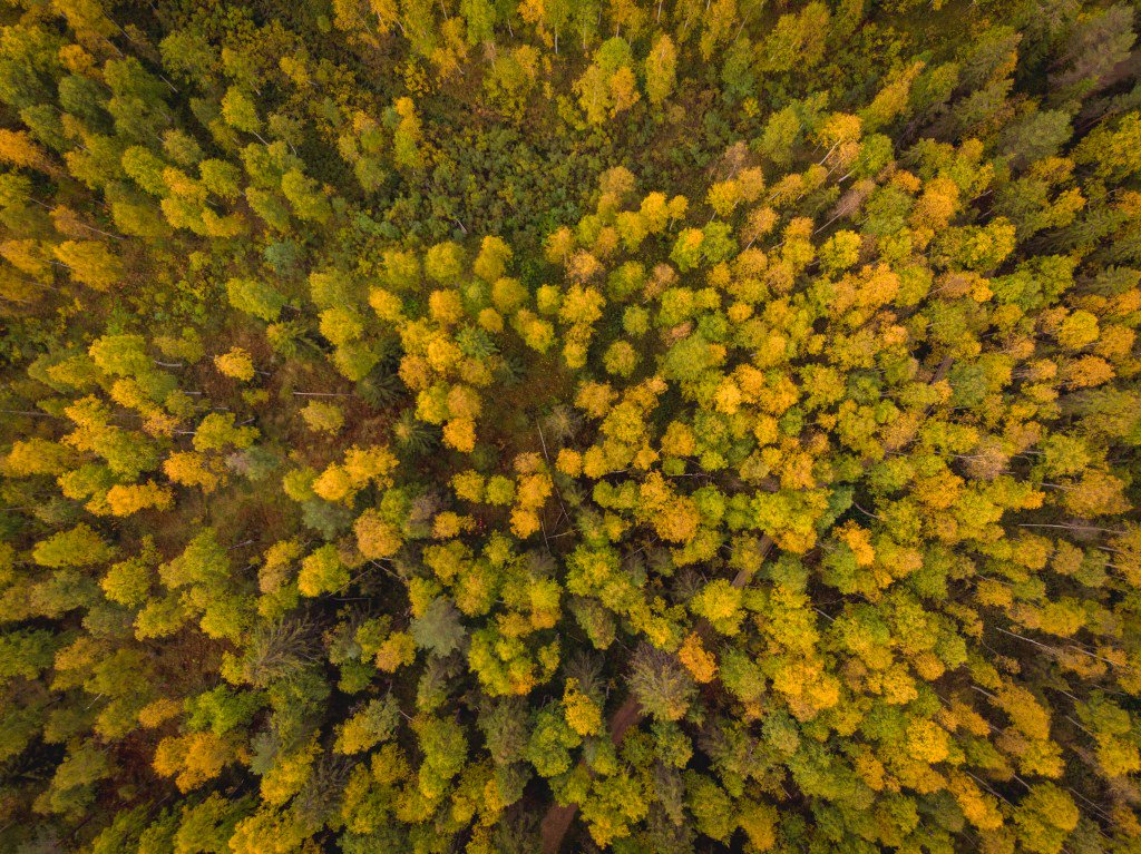 Polku (Sodan)kylän kupeessa - Pappilanniemen luontopolulla #sodankylä #visitsodankylä rinkkaputki.com/2019/09/27/pol…