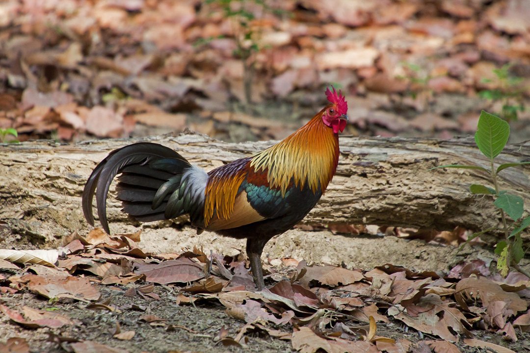 लाल जंगलफ्लो की असली नामांकित जाति में नारंगी, भूरा, लाल, सोना, ग्रे, सफेद, जैतून और यहां तक ​​कि धात्विक हरे रंग के साथ पंख रंगों का मिश्रण है पुरुष रोस्टर ।
Book a visit to Lucknow zoo today : ow.ly/KdfA50vUBct