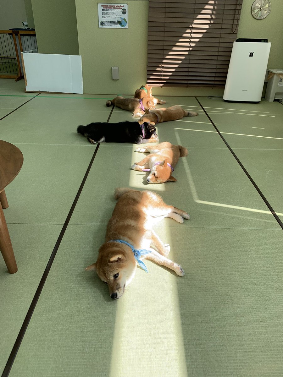 小豆柴の郷 秋葉原 Pa Twitter 13 45現在 お待ち時間なくご案内中です 小豆柴成犬組です 並んで日向ぼっこ気持ちいいね 小豆柴の郷は 豆柴カフェ ではありません 豆柴より小さい世界最小の柴犬小豆柴とも触れ合える 小豆柴カフェ です 小豆柴の