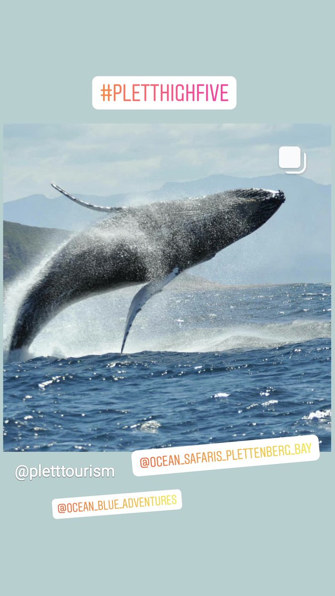 Plett Tourism tweet media