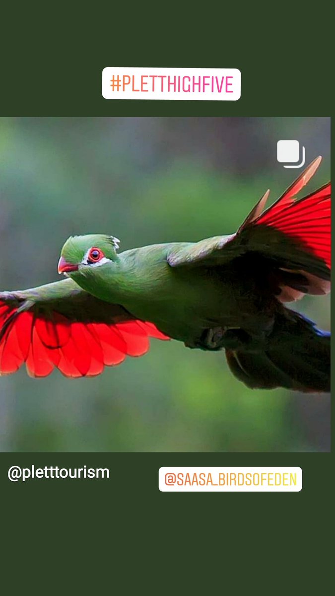 Plett Tourism tweet media