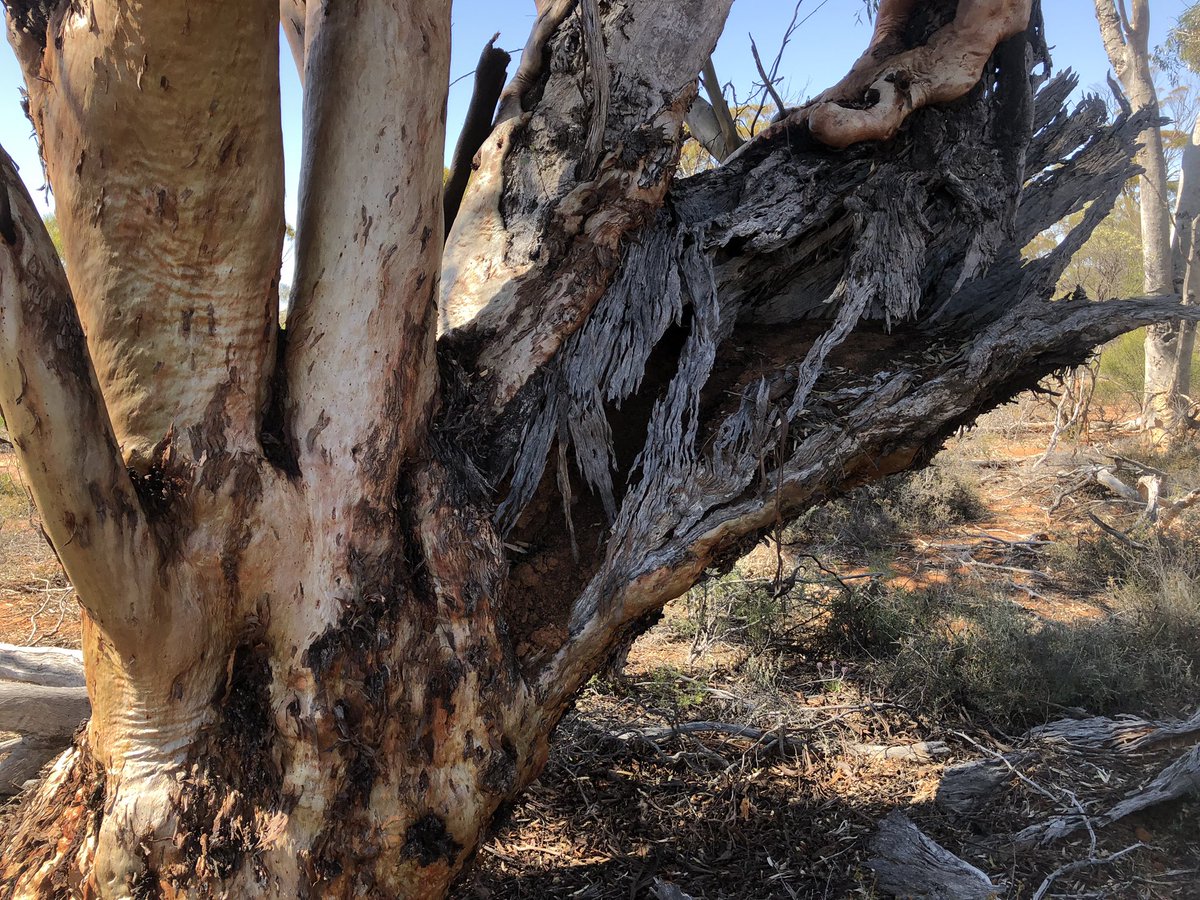 J_Stingemore's tweet photo. I haven’t seen any active #Malleefowl mounds today but I have walked through some spectacular Eucalypt Woodland on #Badimia Country at @BushHeritageAus #CharlesDarwinReserve #WildOz https://t.co/jpg2UPdWru