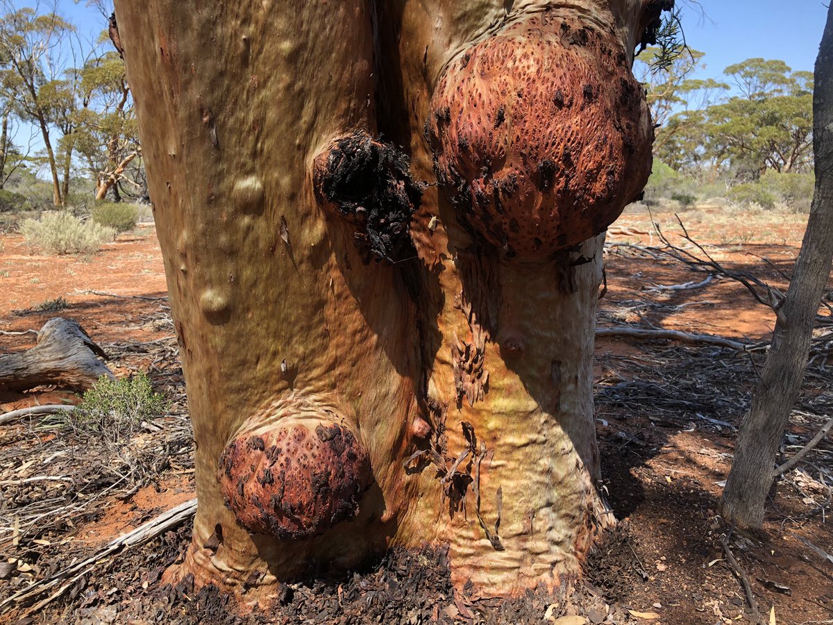J_Stingemore's tweet photo. I haven’t seen any active #Malleefowl mounds today but I have walked through some spectacular Eucalypt Woodland on #Badimia Country at @BushHeritageAus #CharlesDarwinReserve #WildOz https://t.co/jpg2UPdWru