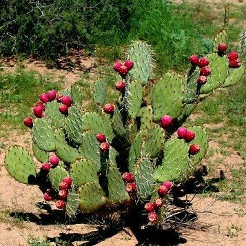 asharatminecra1's tweet photo. Voting swamp, but I noticed that the cactus kind of looks like Picking Prickly Pears Cactus which would mean possible new food?  Or they could just be flowers. ¯\_(ツ)_/¯  #Minecraft 
#biomevote #votebadlands #MINECON #VoteSwamp #VoteMountains #biome #MineconLive #minecon2019 https://t.co/KsSX9g2dxD