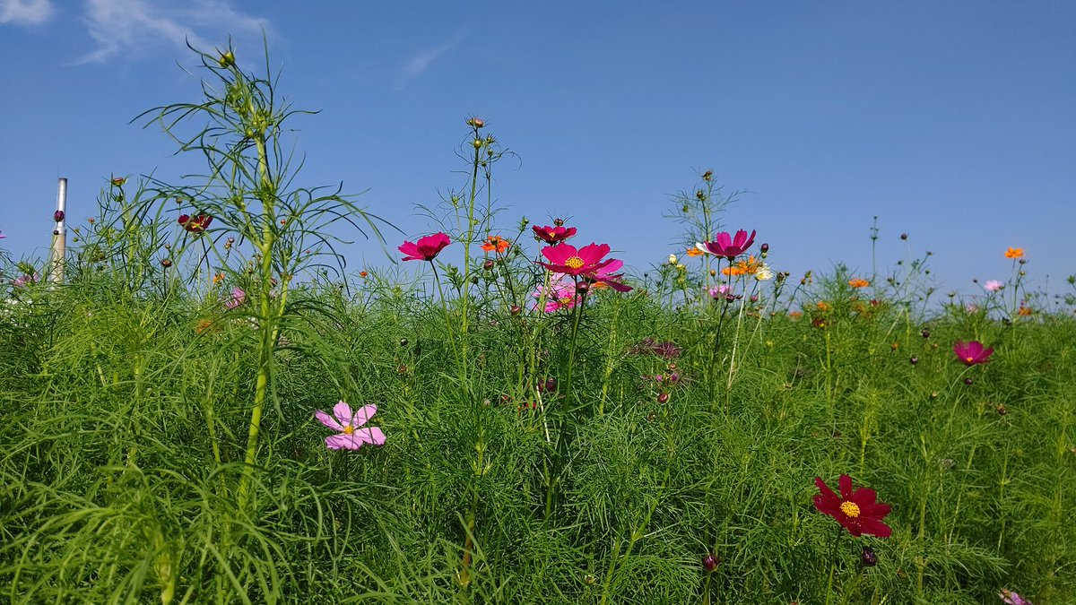 ふるさと行田 羽生市 コスモス畑に来ました 青空にコスモスのお花が映えます ふるさと行田 羽生市 コスモス畑に来ました 青空にコスモスのお花が映えます
