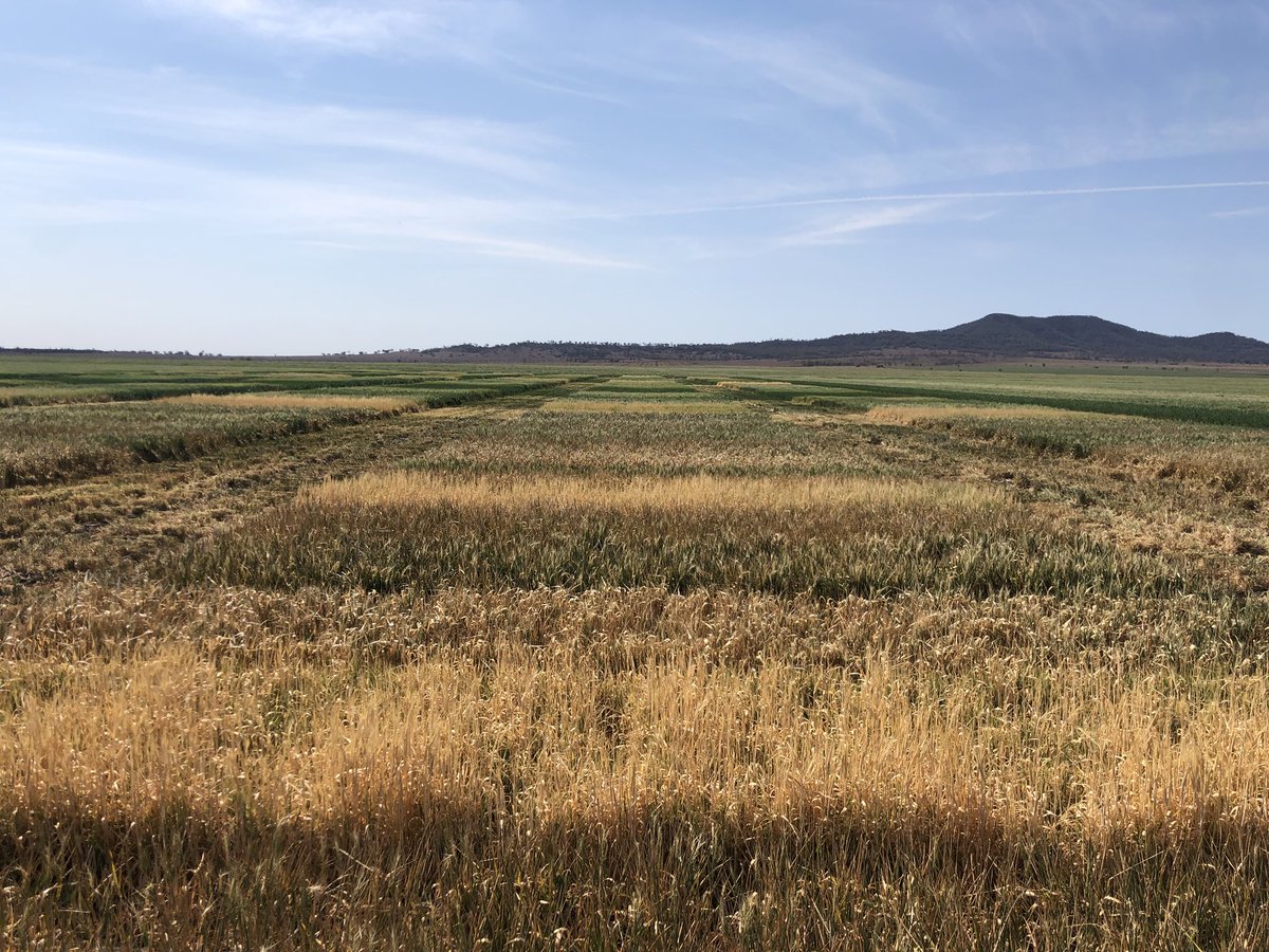This is not a herbicide trial rather it is the early TOS at Premer and is a result of extreme frosts and lack of in crop rainfall. Numbers are 88 frost events; 567hrs below zero; avg min temp -1.4 since April; worst frost -9.7 degrees. The coldest TOS site we’ve had!!