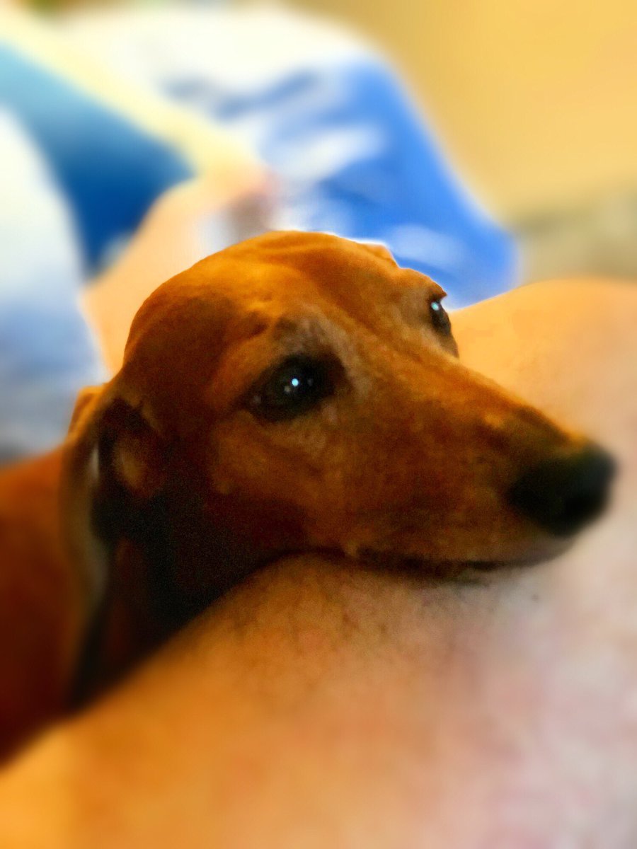 MastersRoth's tweet image. That kind of moment. #dachshundlove #love #mybabygirl