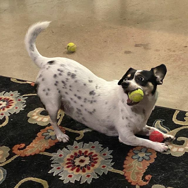 I ❤️ fetching and catching all the balls 🎾 🎾 🎾 #dogs #lizzydogatx #lizzydog #barkhappy #atxdogs #dogsofaustin #austindogs #KeepAustinBarking #texaspups #dogsofinstagram #doggielove #rescuedog #AdoptDontShop #pets_of_instagram @weratedogs #puppiesofin… instagram.com/p/B25vapBF3Uk/