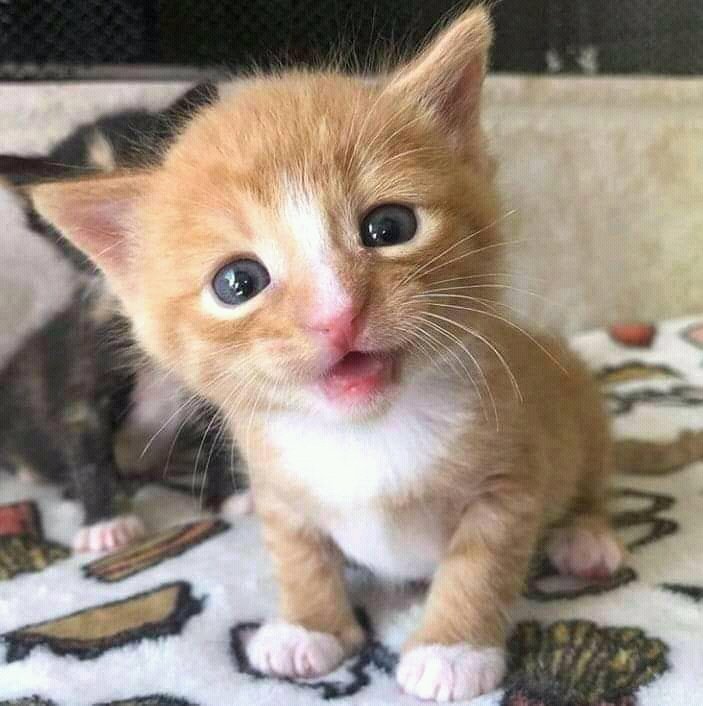 txtpalinglucu's tweet photo. Hai mak cik, ipin nak minta ayam goyeng sikik boleh? 😍😍😍
#KucingKindness #kucing #CatsOfTwitter #kucinggemes #lucuabis #lucubanget #lucu #comel #Cantik https://t.co/zq8uZBiejY