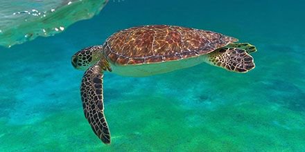 TheLombokLodge's tweet image. Diving in Lombok? We’re excited to remind you that we have extended our dive facilities at The Lombok Lodge! 🆕
.
Brand new quality brand equipment and a new team of professional PADI Divers! 
#PADI #PADICourse #PADICD #PADIInstructor #PADIDiveCentreLombok #LombokDiving