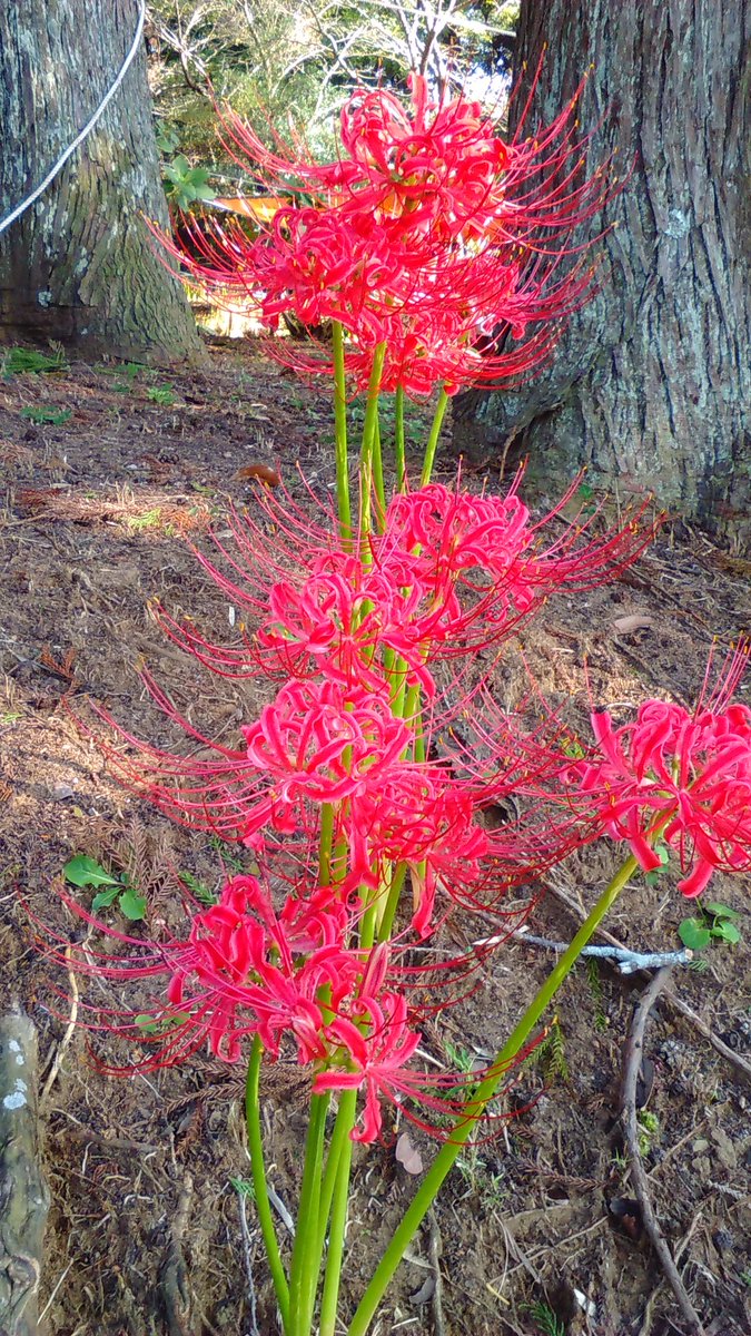 せき こーいち Twitterren 茨城県西蓮寺に彼岸花撮りに来た まだ昼間は暑いから開花遅れてるのかな 銀杏の木はお元気のようです 行方市 西蓮寺 彼岸花 せき こーいち Twitterren 茨城県西蓮寺に彼岸花撮りに来た まだ昼間は暑いから開花遅れてるのかな 銀杏の木はお元気のようです 行方市 西蓮寺 彼岸花