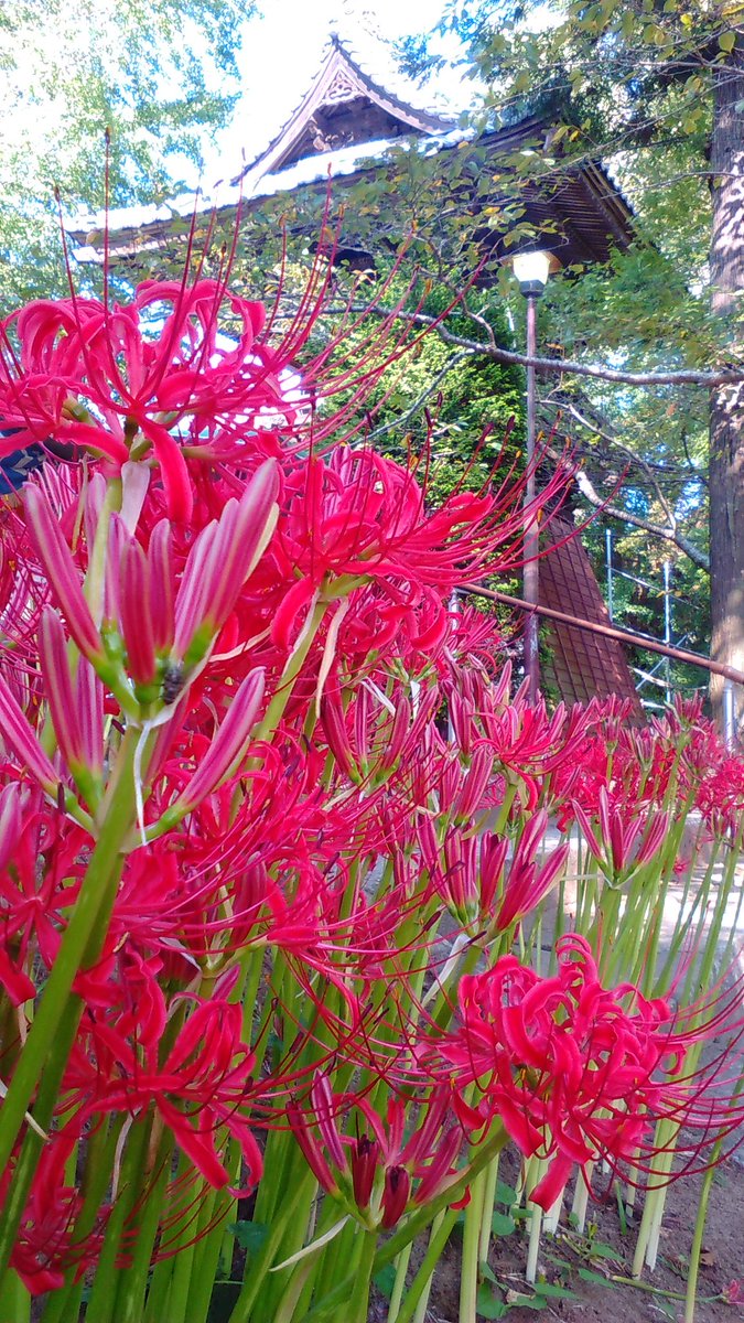 せき こーいち Twitterren 茨城県西蓮寺に彼岸花撮りに来た まだ昼間は暑いから開花遅れてるのかな 銀杏の木はお元気のようです 行方市 西蓮寺 彼岸花 せき こーいち Twitterren 茨城県西蓮寺に彼岸花撮りに来た まだ昼間は暑いから開花遅れてるのかな 銀杏の木はお元気のようです 行方市 西蓮寺 彼岸花