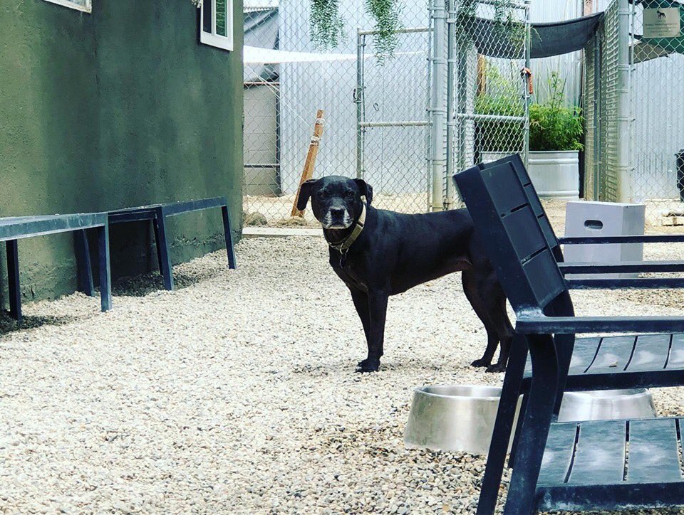 Six years ago we built a dog kennel in this parking lot #ddrkennel #dreamsdocometrue  @ South Gate, California