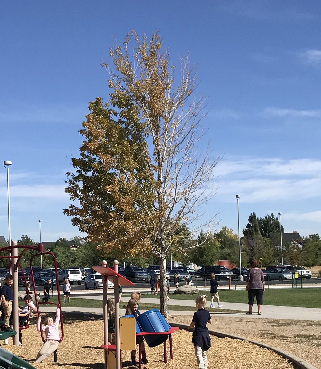 rule_hawks's tweet photo. Who’s ready for fall? This tree on the playground is about halfway there! https://t.co/RfO8L9XXyU