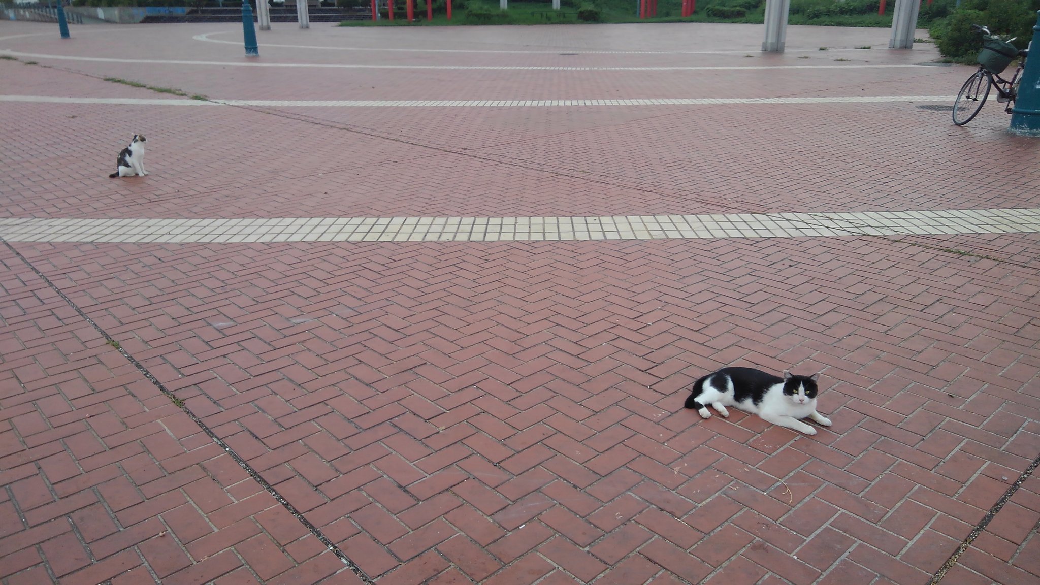 なおき 大阪泉大津市のなぎさ公園 サビキ釣りでマイワシとアジが釣れてる 後ろでネコがお待ちかね T Co Pgx97wnreu Twitter