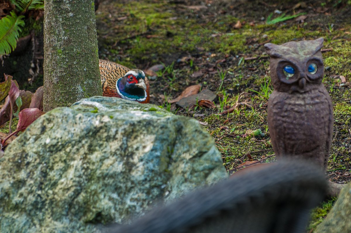 ArbutusRidge's tweet photo. A little romance in our front yard! All kind of birds here at Arbutus Ridge! One of them is going to disappointed! https://t.co/W7UHS1ykYQ