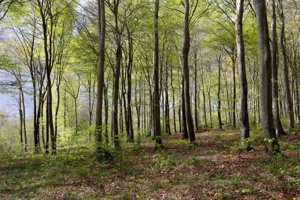 borderuk's tweet photo. What is FSC doing for smallholders? 

https://t.co/aM2DcyJkzF @FSCUK #Hardwood #Sustainability #SustainableWood #Oak #Timber https://t.co/CvReNE7FYl