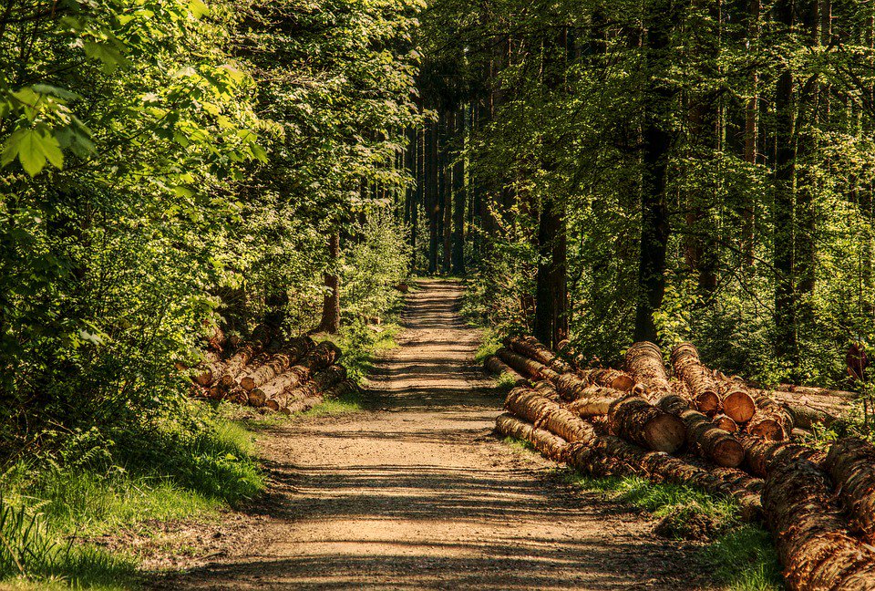 ConsultingAcs's tweet photo. Achieving sustainable outcomes isn’t always easy for our clients who work in environmental planning. If you want expert advice on your next project, we offer cost-effective, practical advice on tree related planning matters. #treeconsultancy #arboriculture #treemanagement https://t.co/0DmdJa3dNc