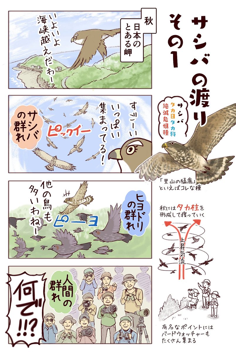 わいるどらいふっ！第155種
今はタカがガンガン渡ってるシーズン。余談ですが「タカ柱」は英語では「kettle」というそうですね。やかんから湯気が立ち昇るのを連想したんだとか。 