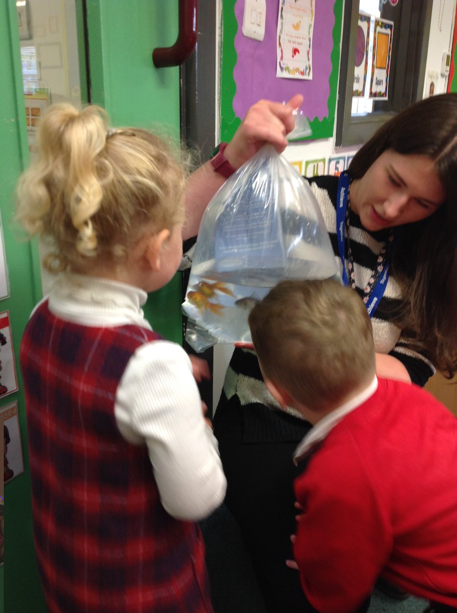EYFSHeath's tweet photo. This week the 2 year olds have got some new pet fish.@HPSDerbyshire #newpets #EYFSeducation #goldfish https://t.co/q096UBiPlf