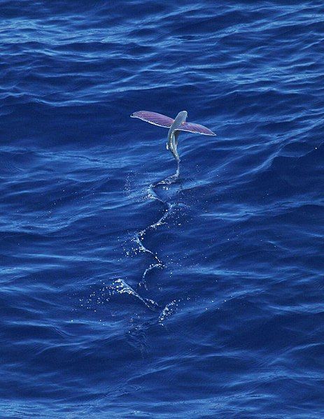CoralCay's tweet photo. Happy #FreakyFact Friday everyone! Today we are learning all about #FlyingFish and their amazing ability to glide, sometimes as far as 400 m, that's 8 x the length of an Olympic swimming pool! Read more here - https://t.co/3ppqO7meJQ https://t.co/96uAtUl6Py