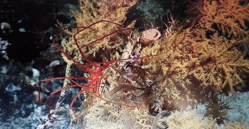 ScotGovMarine's tweet photo. Today we’re launching a consultation on Scotland’s first-ever deep sea marine reserve: https://t.co/oUaJ4XFQWN Take a look at the diverse underwater landscape on this video clip: https://t.co/lcZZ8GYdoy  @GreenerScotland @MairiGougeon @JNCC_UK @ScotEnvironment @OCSAM_Scot https://t.co/4Dt3vixhdG