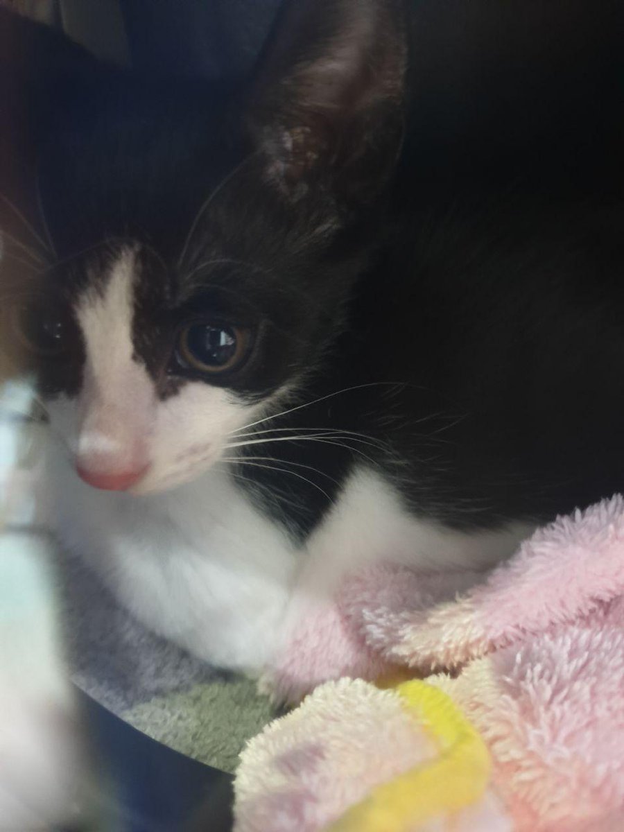 오늘자 무서워도 씩씩하게 3차 접종까지 다 맞은 빙빙!
구조할 당시부터 너무 작아가지구 계속 살 찌워오라는 잔소리를 듣는 나...밥도 주고 간식도 주는데요..ㅠ