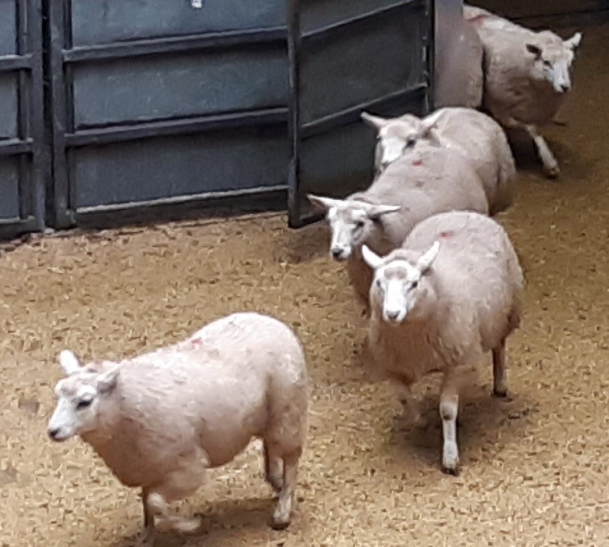 Jean_BSIB's tweet photo. Texel lambs, playing follow the leader 
#sheep #farming #agriculture #thainstone #anmgroup https://t.co/xtdXuFIoy1