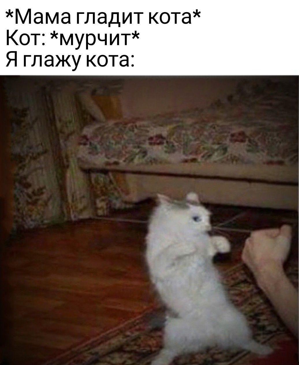 Ну давай нападай Мем кот