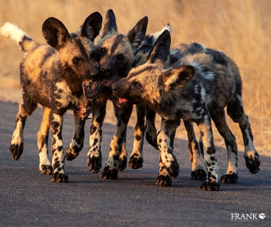 After a difficult a few months, the wild dogs pups are finally old enough to keep up with the adults on the hunt. Here they  are playing with a piece of Impala skin.